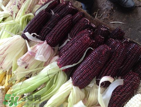 紫玉米會(huì)掉色嗎？紫玉米怎么會(huì)掉色？