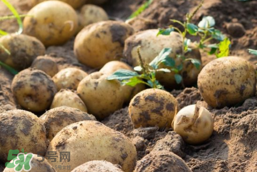 7月份能種土豆嗎？土豆7月怎樣種植？