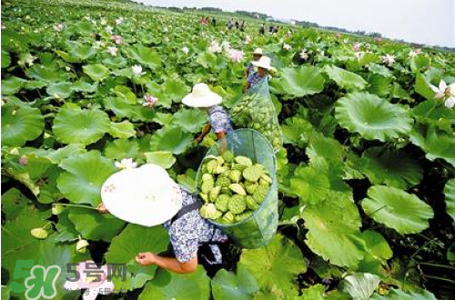 新鮮蓮子可以種嗎？新鮮蓮子能種出荷花嗎？