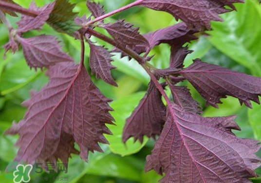 紫蘇是什么植物？紫蘇是發(fā)物嗎？