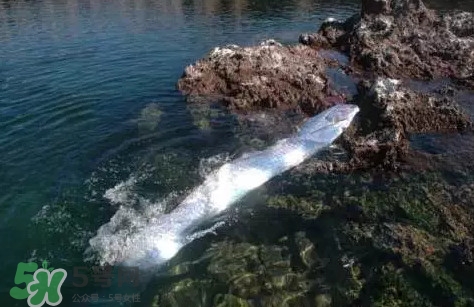 皇帶魚多少錢一斤？皇帶魚的價格