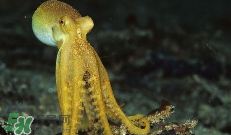 八帶魚怎么洗？八爪魚怎么處理干凈