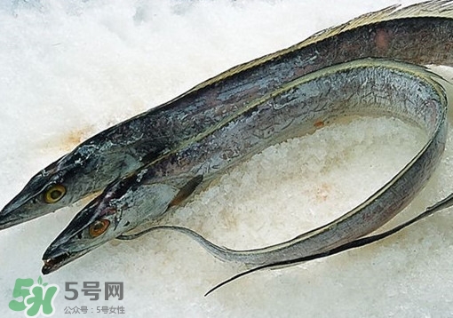帶魚為什么都是死的？帶魚為什么出水就死？