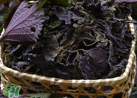 紫蘇是什么植物？紫蘇是發(fā)物嗎？