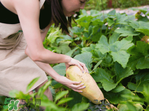 入伏種什么菜？入伏適合種哪些蔬菜？