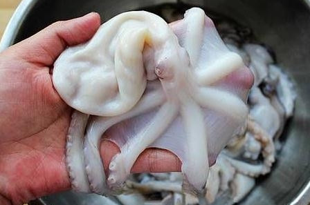 章魚是魚嗎？章魚有什么營養(yǎng)價(jià)值？