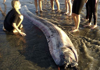 皇帶魚吃什么？皇帶魚吃人嗎？