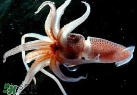 章魚(yú)是烏賊嗎？章魚(yú)與烏賊的區(qū)別