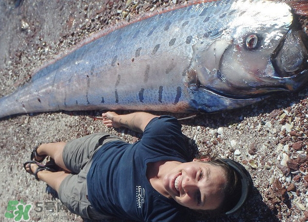 皇帶魚最長有多長？皇帶魚的恐怖傳說