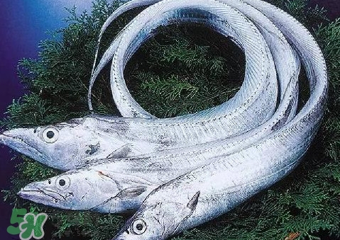 帶魚為什么都是死的？帶魚為什么出水就死？