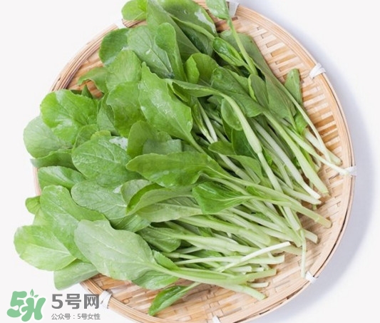 雞毛菜有什么營養(yǎng)價值？雞毛菜的功效與作用