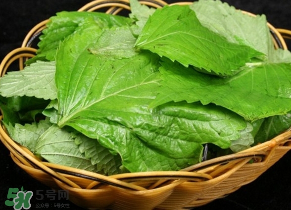 新鮮紫蘇葉怎么吃？紫蘇葉的吃法