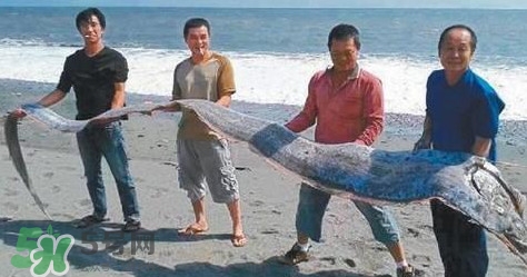 皇帶魚多少錢一斤？皇帶魚的價格