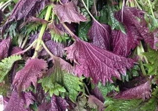 紫蘇是什么植物？紫蘇是發(fā)物嗎？