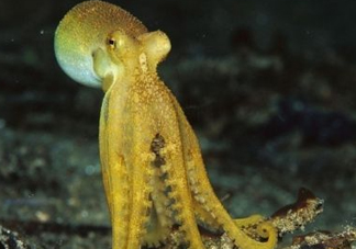 八帶魚(yú)怎么洗？八爪魚(yú)怎么處理干凈
