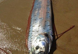 皇帶魚多少錢一斤？皇帶魚的價格