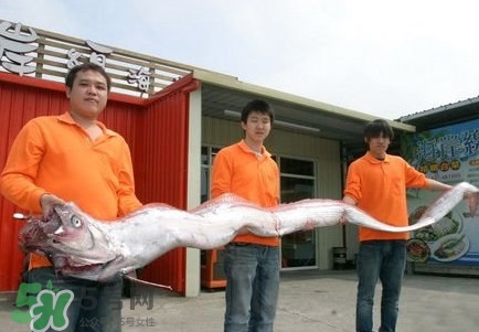 皇帶魚好吃嗎？皇帶魚和帶魚的區(qū)別