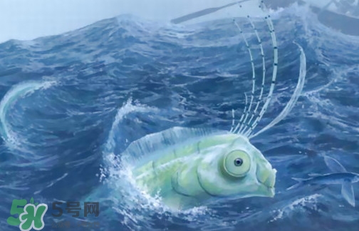 皇帶魚可以吃嗎？皇帶魚是帶魚的一種嗎