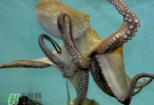 章魚(yú)是烏賊嗎？章魚(yú)與烏賊的區(qū)別