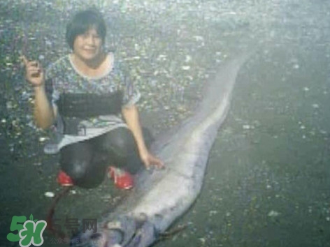 皇帶魚好吃嗎？皇帶魚和帶魚的區(qū)別