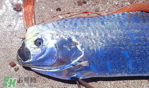 皇帶魚吃什么？皇帶魚吃人嗎？