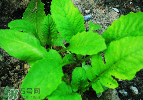 頭伏蘿卜二伏菜是什么意思？頭伏種什么菜？