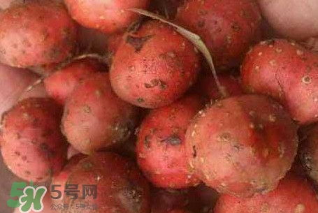 野地瓜是什么？野地瓜好吃嗎