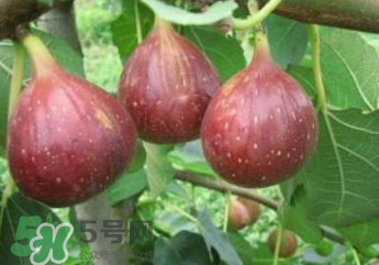 無花果什么品種最好？無花果哪種品種好吃