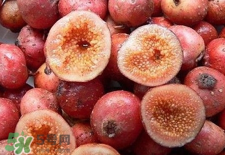 野地瓜是什么？野地瓜好吃嗎
