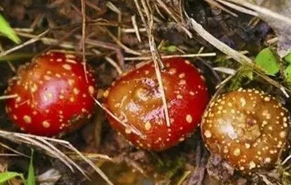 野地瓜哪里可以買到？哪個(gè)地方有種植野地瓜的