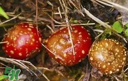 野地瓜是什么？野地瓜好吃嗎