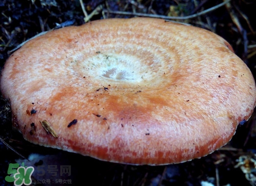重陽菌什么時候有？重陽菌不能與什么食物一起吃