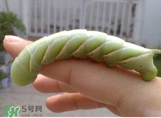 豆丹是什么？豆丹多少錢一斤？