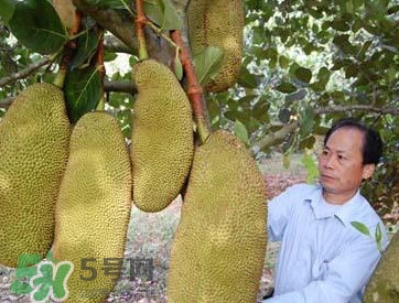 木菠蘿怎樣才算熟？木菠蘿怎么切？