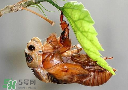 知了猴可以人工養(yǎng)殖嗎？知了猴怎么養(yǎng)殖？