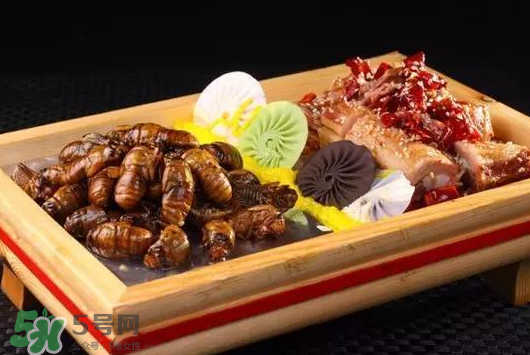 活金蟬怎么保存？活金蟬怎么保存時(shí)間長(zhǎng)？