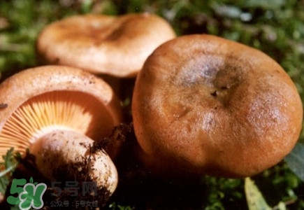 重陽(yáng)菌怎么做好吃？吃重陽(yáng)菌有什么好處