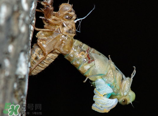 金蟬什么時(shí)候出來(lái)？金蟬什么時(shí)候出土？