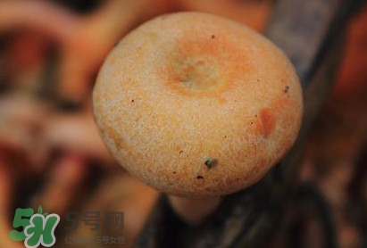 重陽菌可以種植嗎？重陽菌為什么不能人工種植？