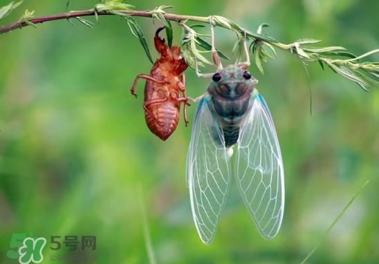 金蟬什么時(shí)候出來(lái)？金蟬什么時(shí)候出土？