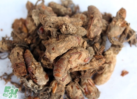 金蟬花多少錢一斤？2017金蟬花價(jià)格