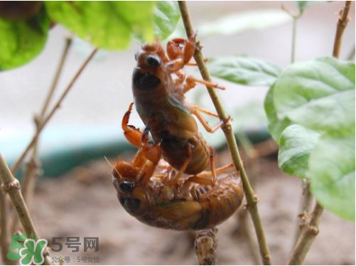 知了猴可以人工養(yǎng)殖嗎？知了猴怎么養(yǎng)殖？