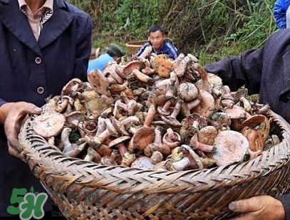重陽(yáng)菌孕婦可以吃嗎？重陽(yáng)菌怎樣保存才新鮮
