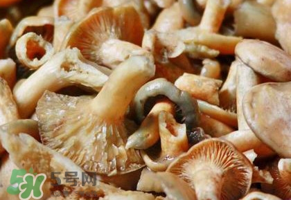 怎樣鑒別重陽(yáng)菌是否有毒？重陽(yáng)菌是發(fā)物嗎