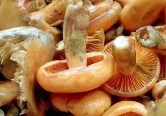 樅樹菌不能與什么同食？樅樹菌不能和什么一起吃