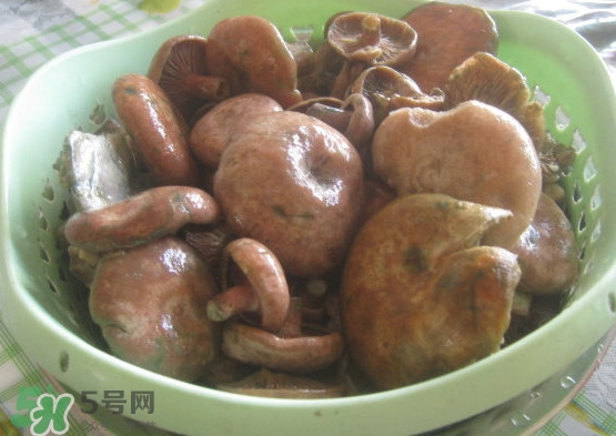 重陽(yáng)菌多少錢(qián)一斤？重陽(yáng)菌怎么清洗