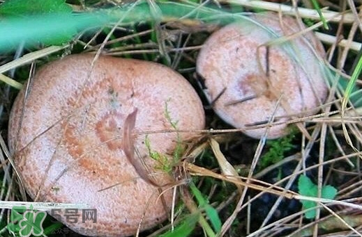 重陽(yáng)菌怎么做好吃？吃重陽(yáng)菌有什么好處