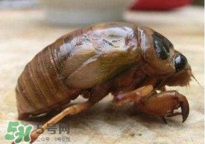 幼蟬猴多少錢一斤？幼蟬猴幾月份有