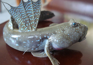 彈涂魚是兩棲動物嗎？彈涂魚營養(yǎng)價值有哪些