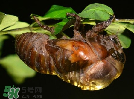蟬蛹里面黑色的能吃嗎？蟬蛹是怎么形成的